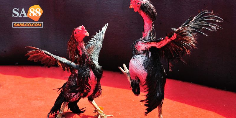 Đá Gà Cựa Dao Sa88 - Chứng Kiến Kê Chiến Đỉnh Cao