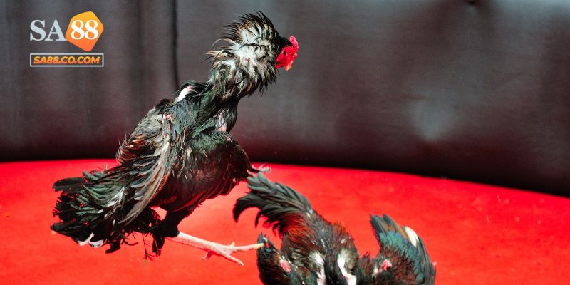 Nên tham gia một nhà cái đáng tin cậy như Sa88