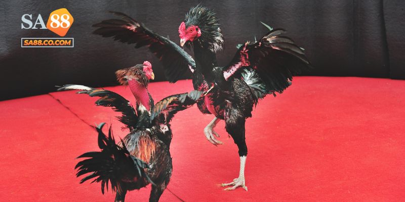 Một số kèo phổ biến trong chọi kê Thomo Sa88