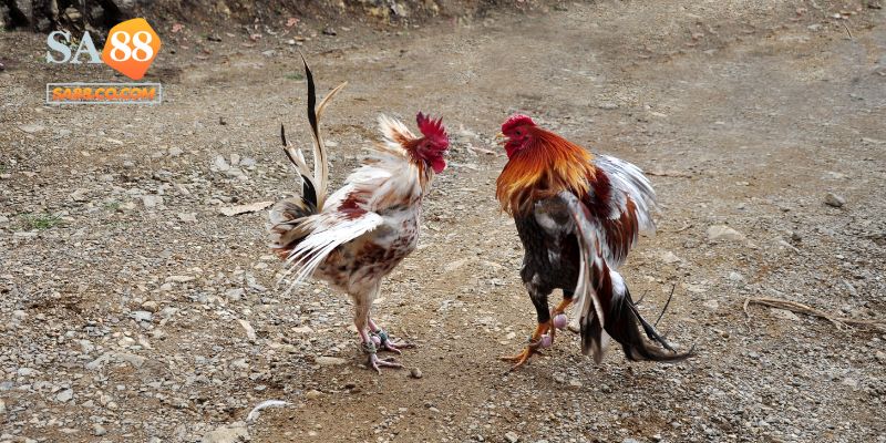 Có thể chơi đá gà Thomo Sa88 trên điện thoại